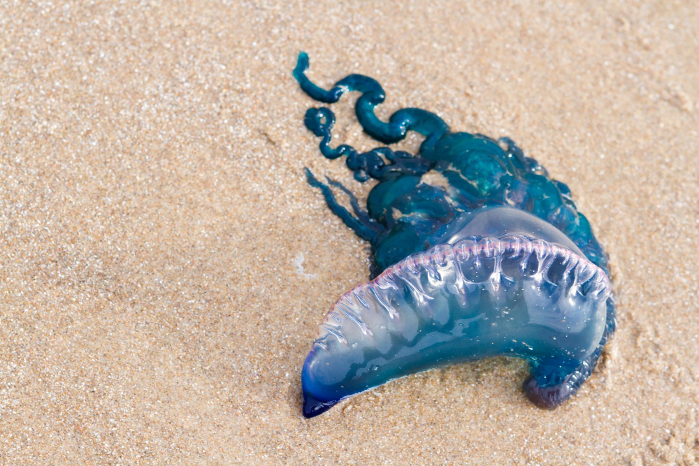 La Caravella portoghese dai lunghi tentacoli velenosi 