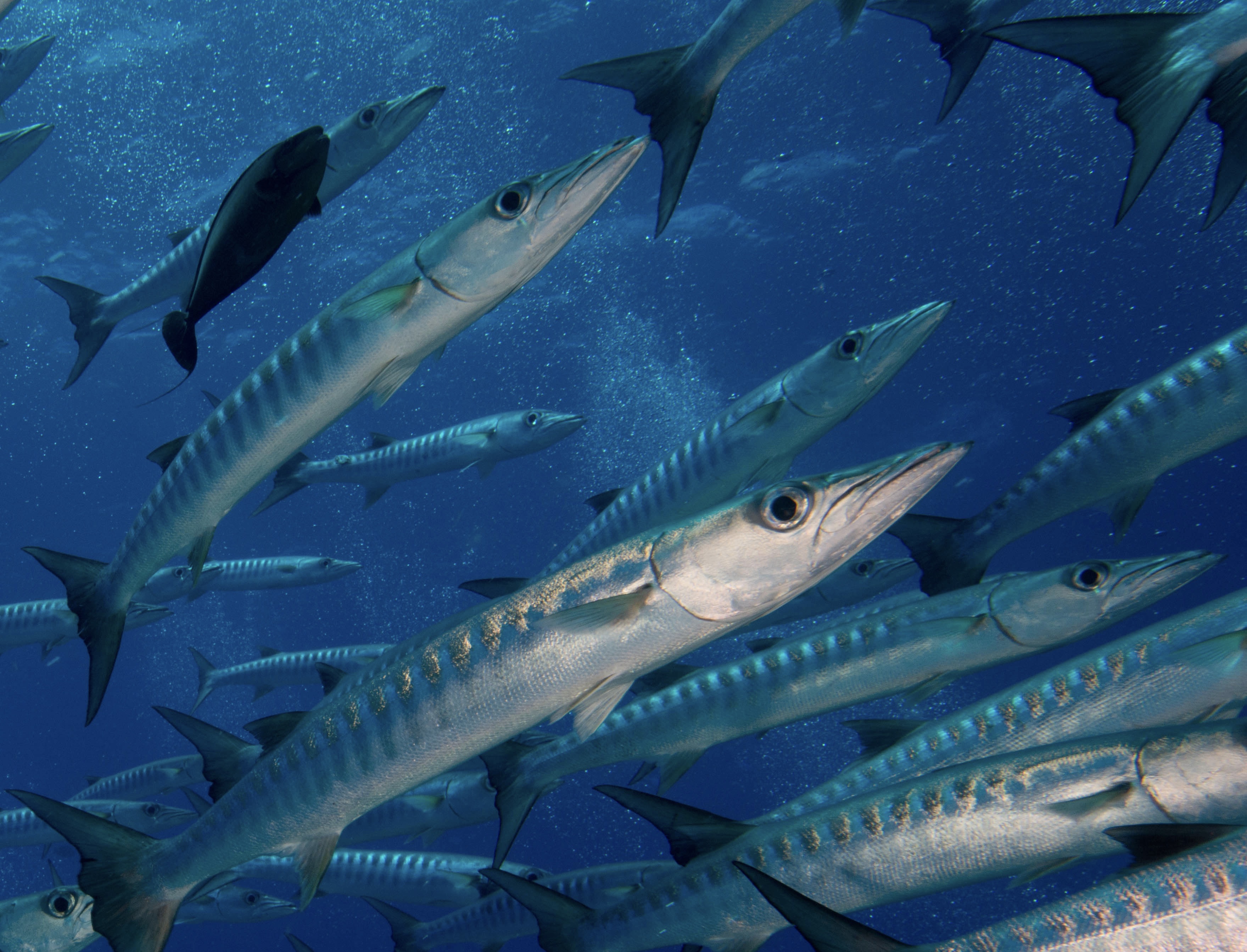 Alieni e autoctoni, i barracuda sempre più diffusi nel Mediterraneo caldo