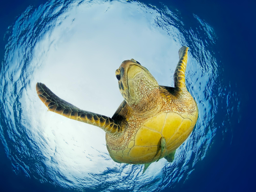 SOCCORSO ALLE TARTARUGHE MARINE