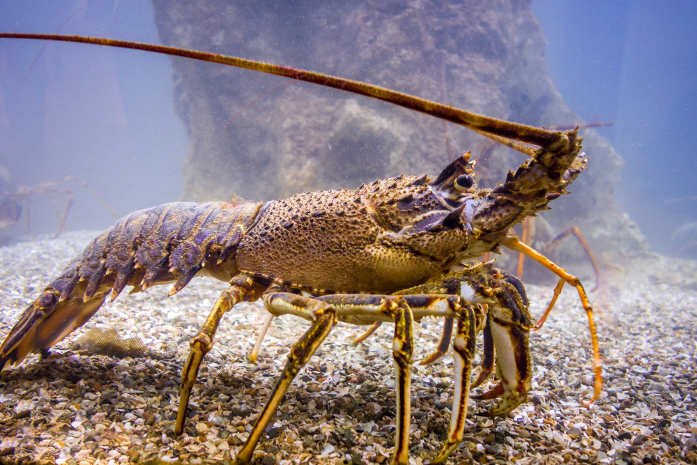 L'Aragosta, cellule eterne per una specie a rischio