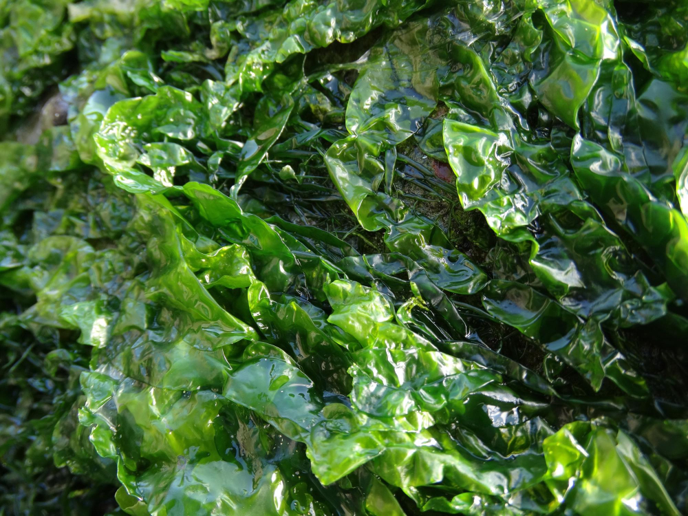 Le alghe verdi, all’origine delle piante sulla Terra