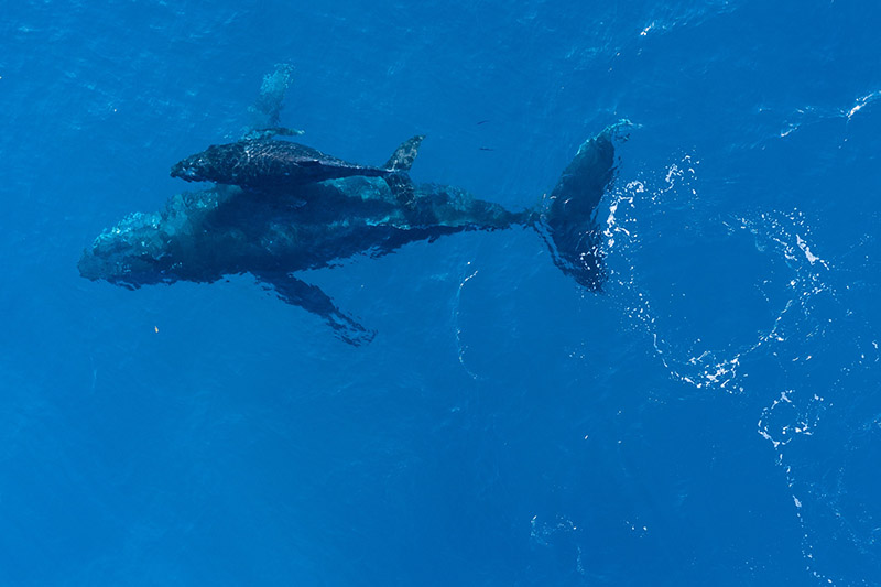 L’ACCOBAMS e le regole da seguire in mare quando si incontrano i cetacei