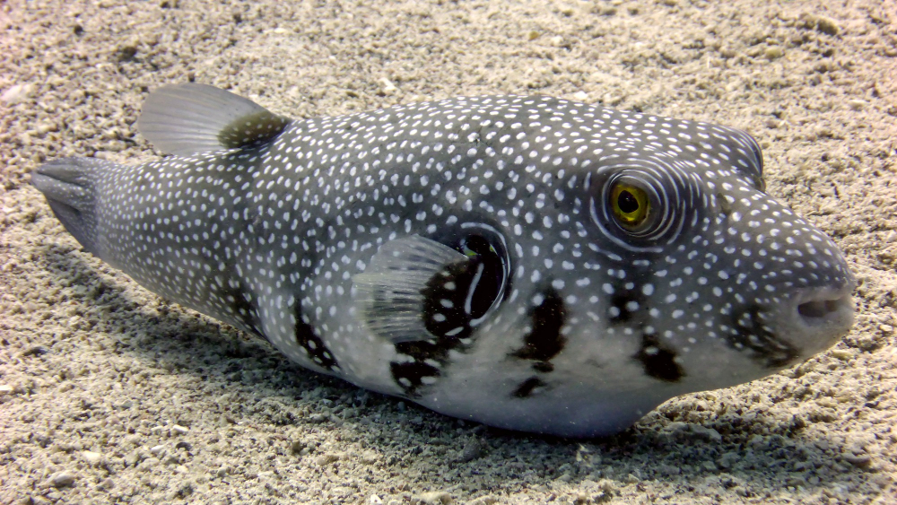 Il Pesce palla resta velenoso anche dopo la morte
