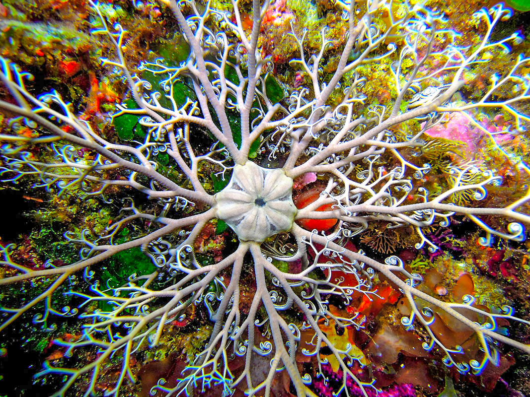 La rara Stella gorgone, un merletto vivo nelle profondità marine