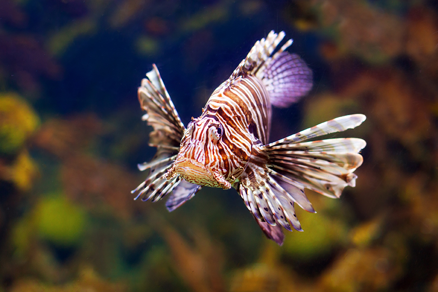 Il Pesce scorpione, un velenoso esperto in mimetismo alla conquista del Mediterraneo 