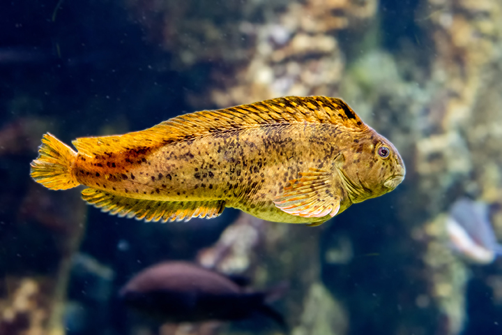mediterranean colorful blenny fish underwater close up portrait