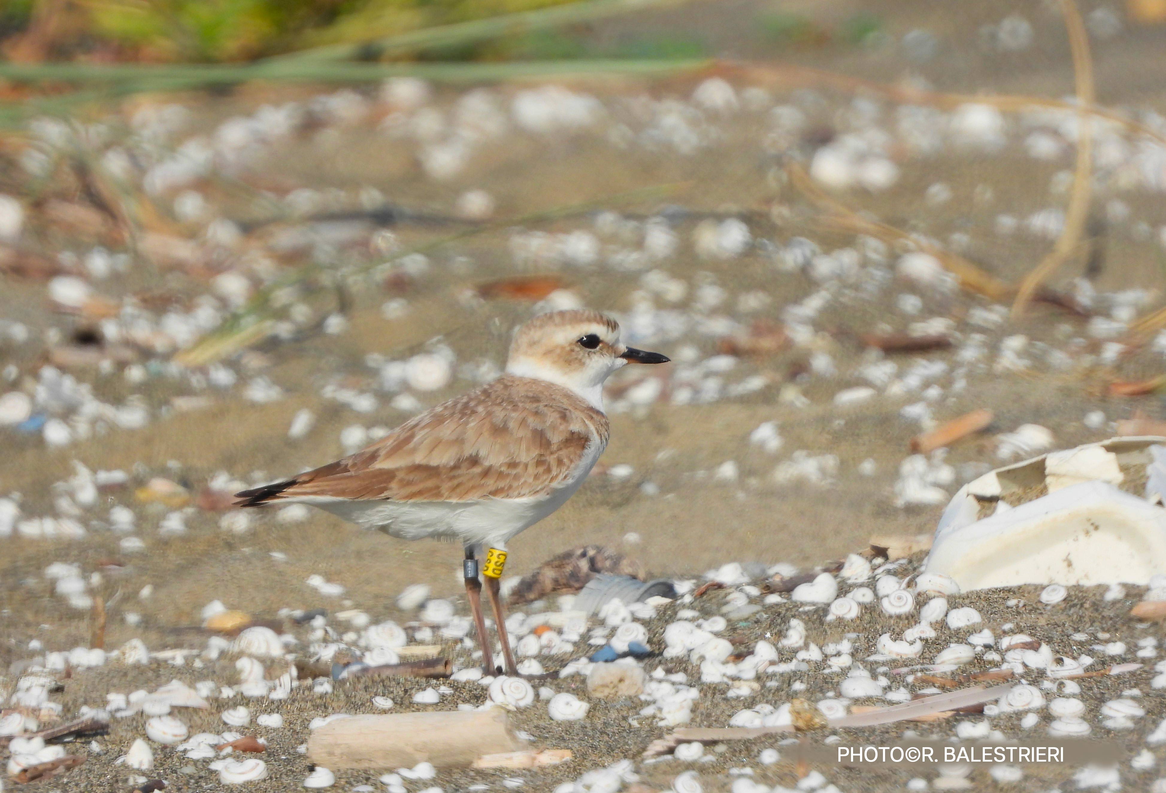 Fratina ARDEA una settimana dopo R Balestrieri