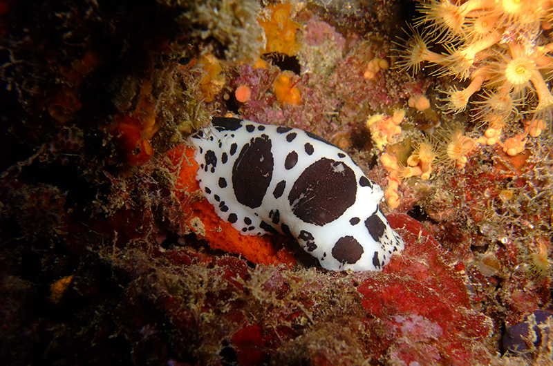 Il nudibranco dal mantello pezzato che mangia solo spugne