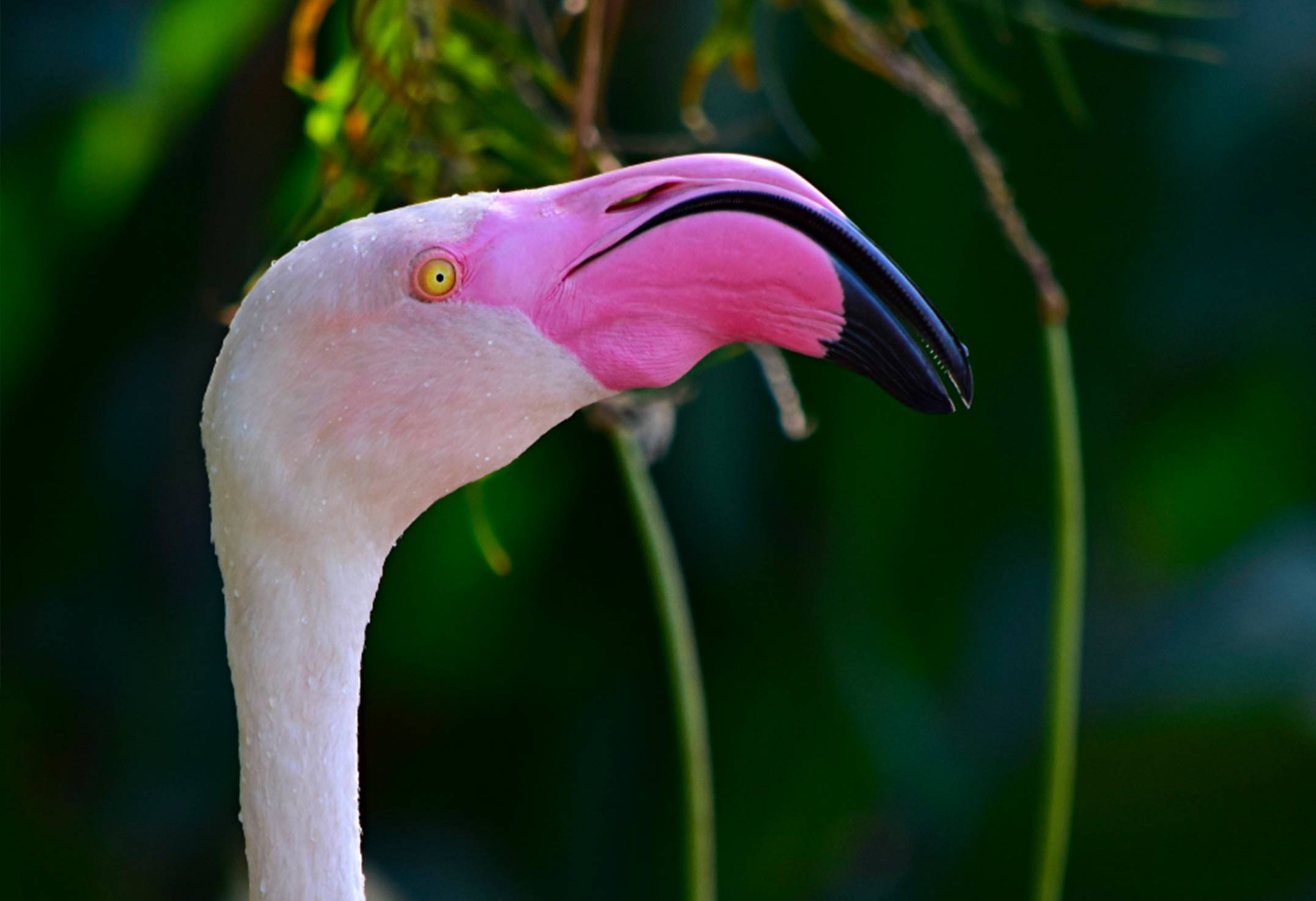 Riuniti in grandi colonie, i fenicotteri dipingono di rosa gli stagni costieri