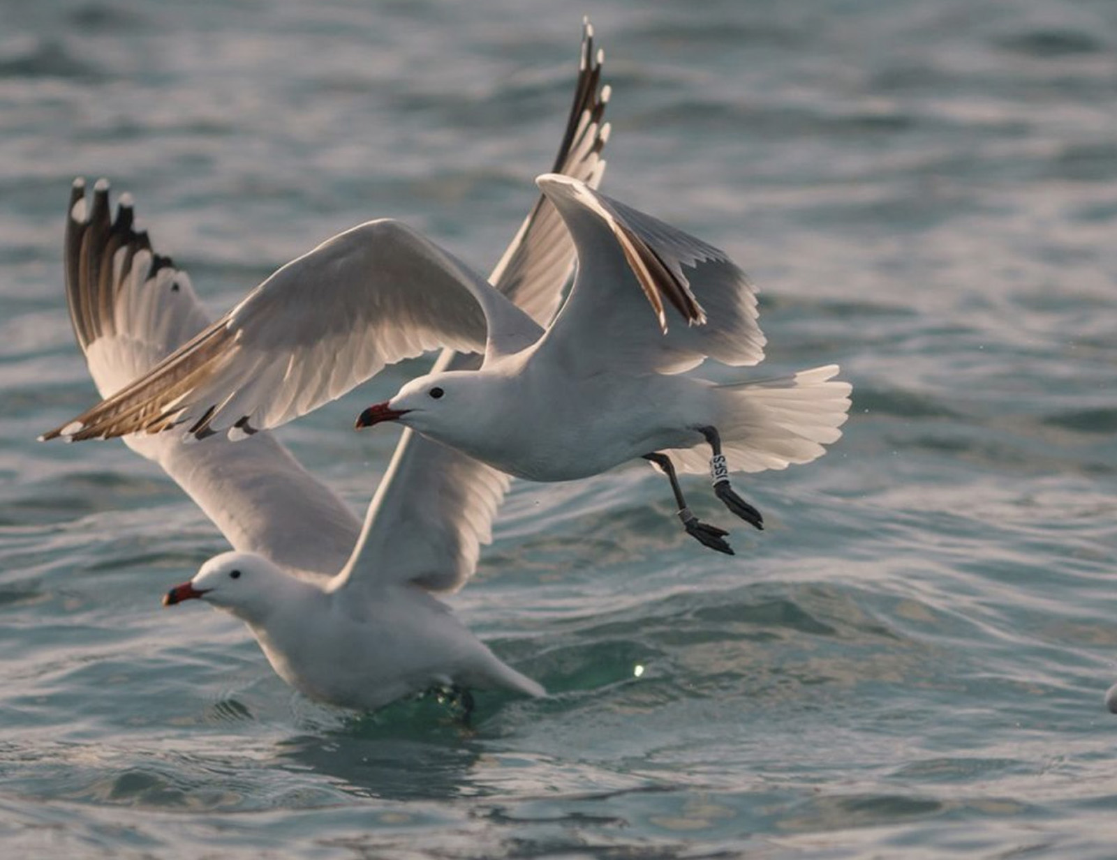 Sul Regno di Nettuno volano gabbiani corsi e uccelli atlantici