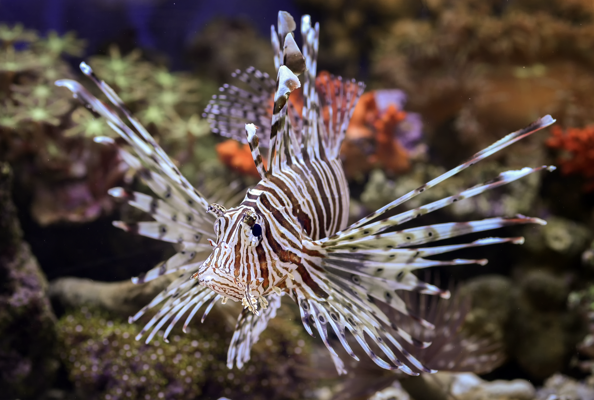 lion fish
