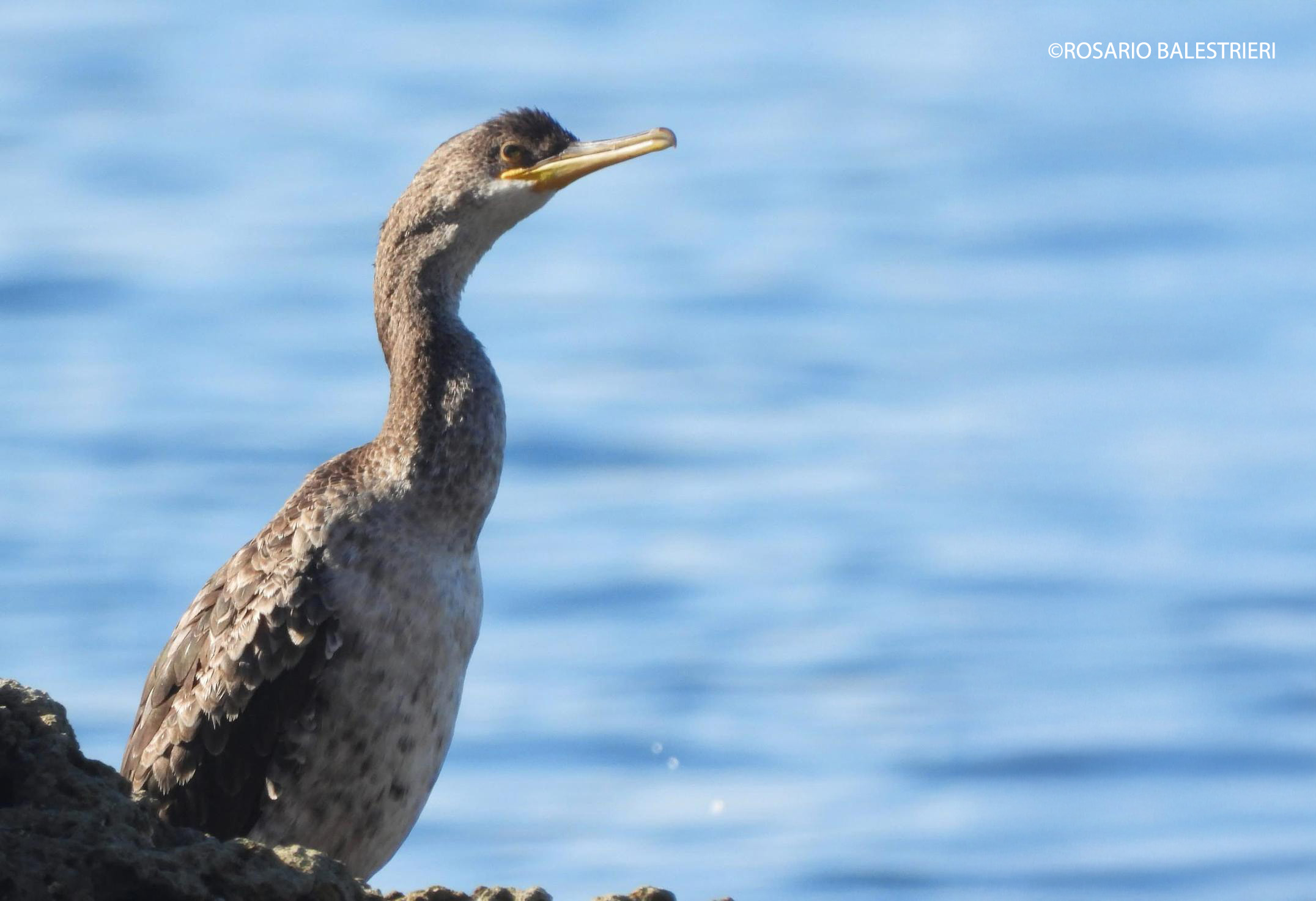 Il marangone dal ciuffo, abile pescatore tra golfi e tratti di costa selvaggi