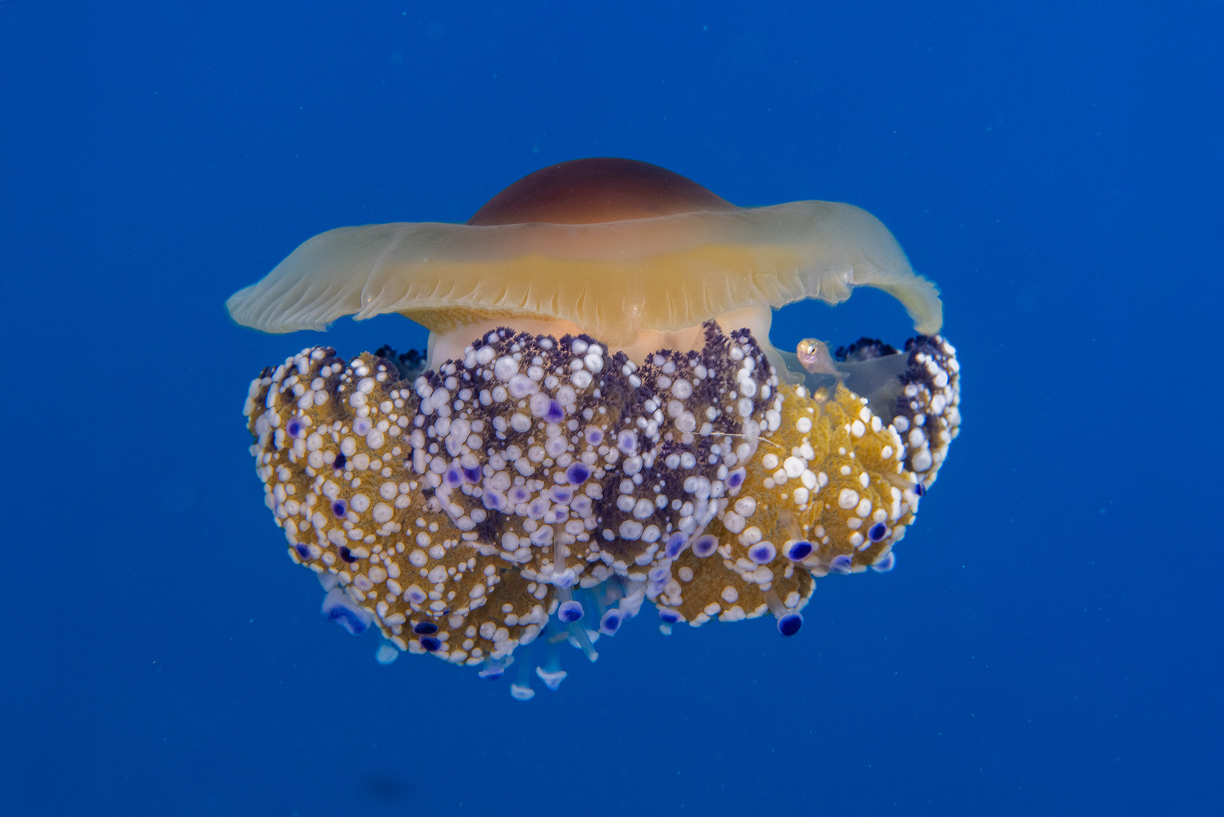 Le grandi meduse del Mediterraneo e il sugarello, storia di una perfetta simbiosi