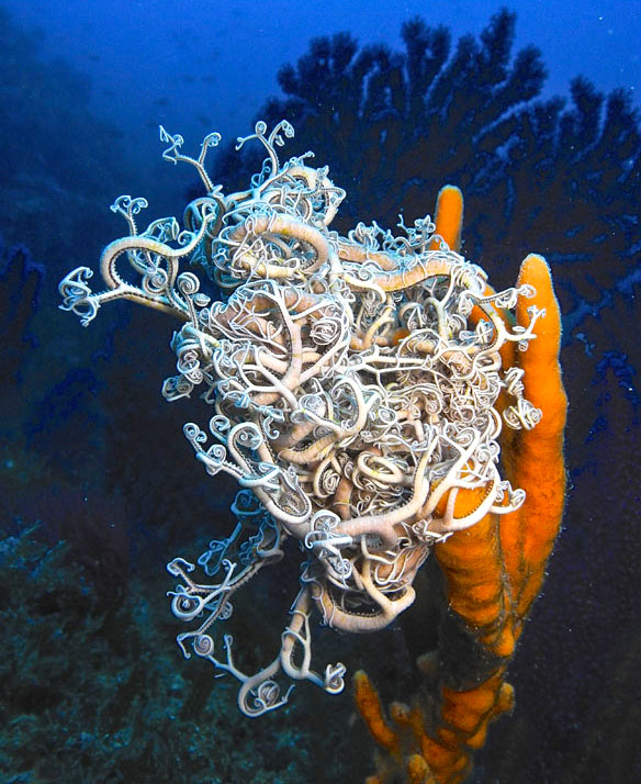 The rare basket star, a living lace in the depths of the sea
