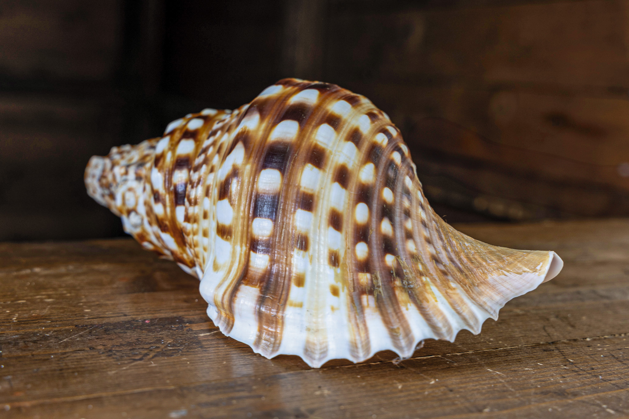Il tritone gigante, la tromba del mare che si nutre di stelle