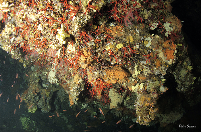 Parazoanthus axinellae, le margherite di mare che colorano grotte e rocce profonde 