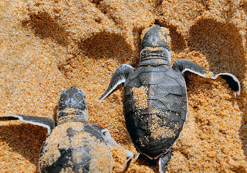 baby turtles moving towards ocean