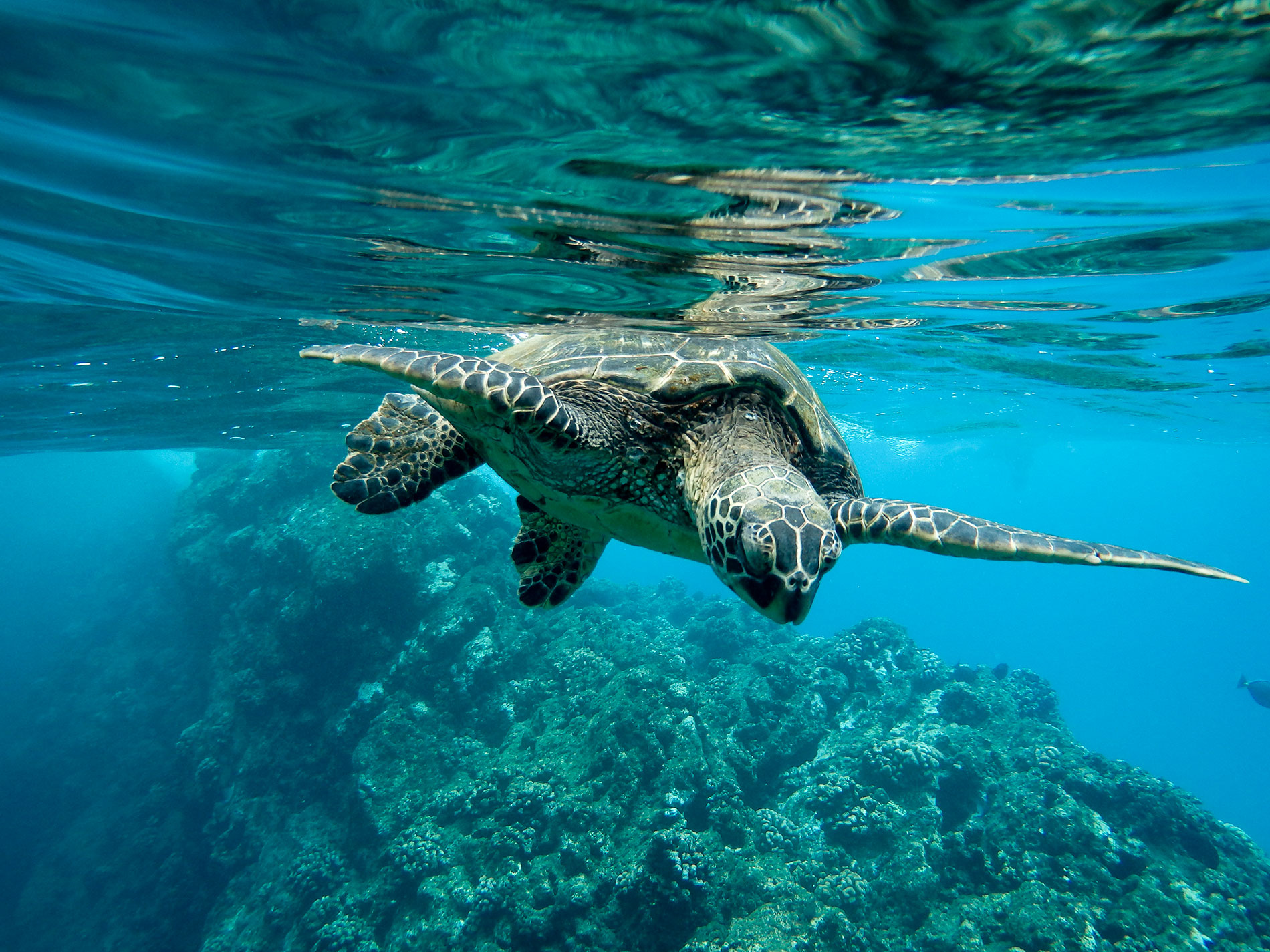 Caretta caretta, la tartaruga marina signora del Mediterraneo