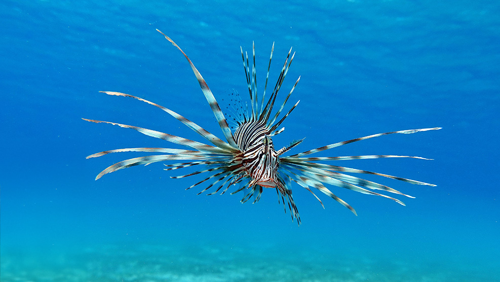 lionfish