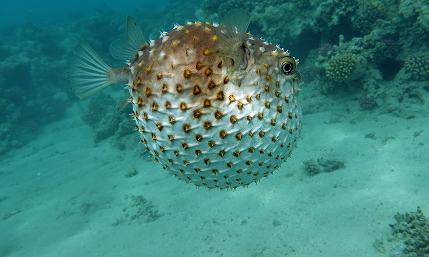 pesce palla