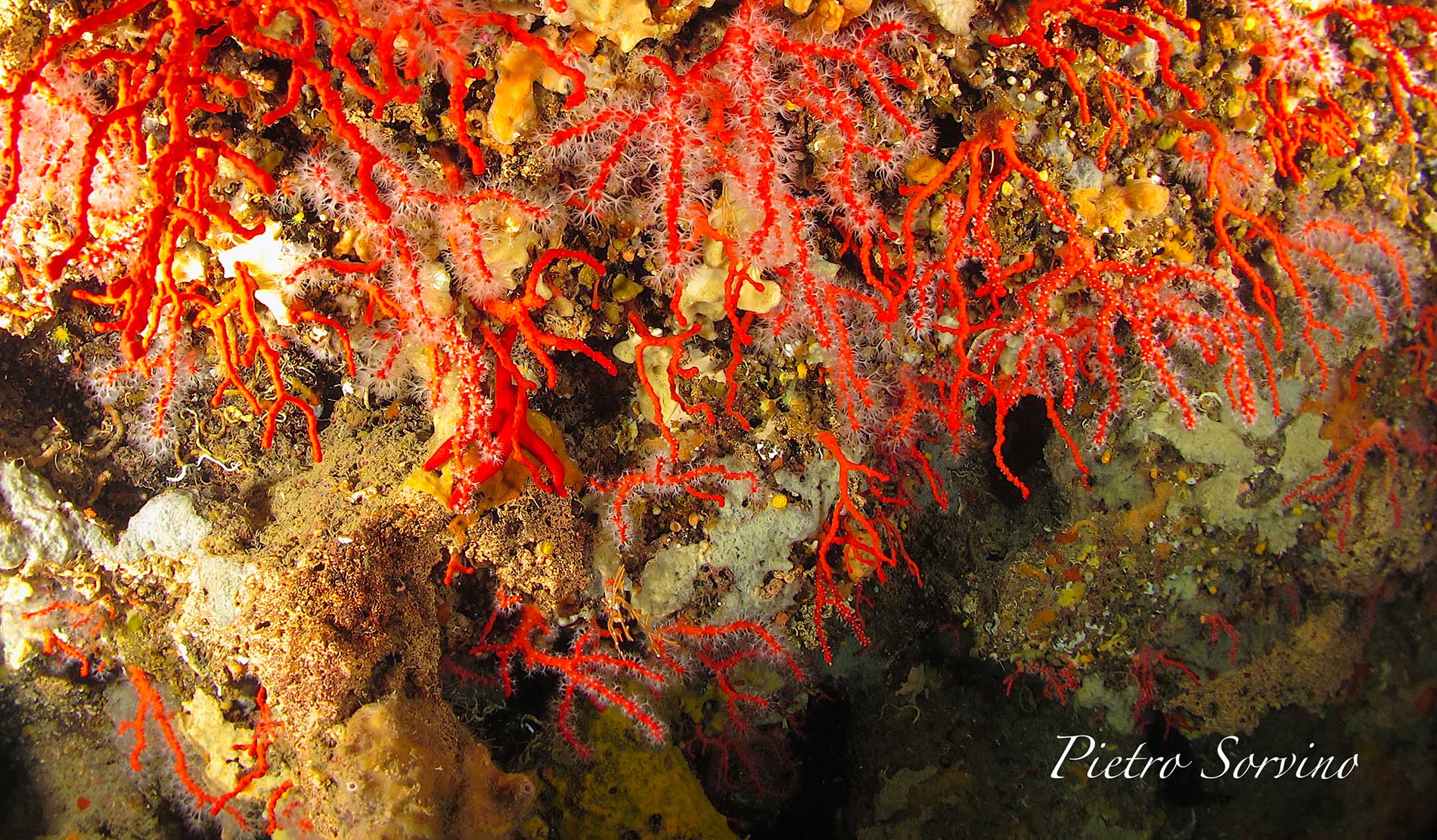 Corallium rubrum, il corallo rosso 