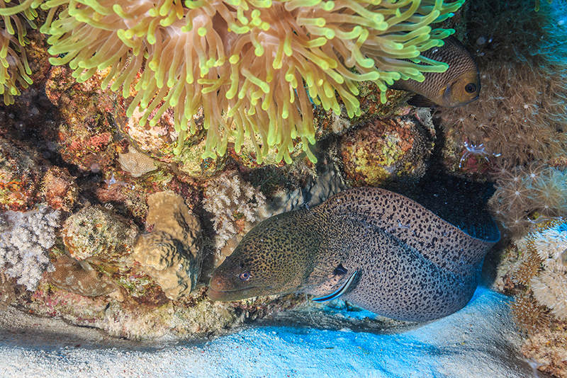 Dalle isole dell’Atlantico alle Tremiti, la murena aliena dai colori sgargianti