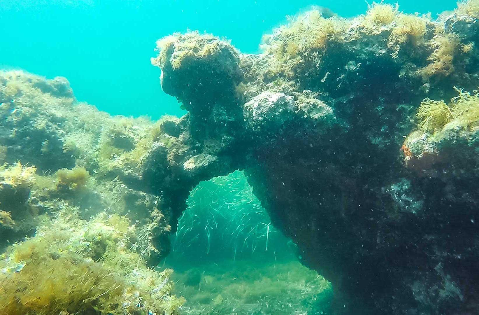 The submerged forests of Cystoseira, a precious ecosystem to be saved