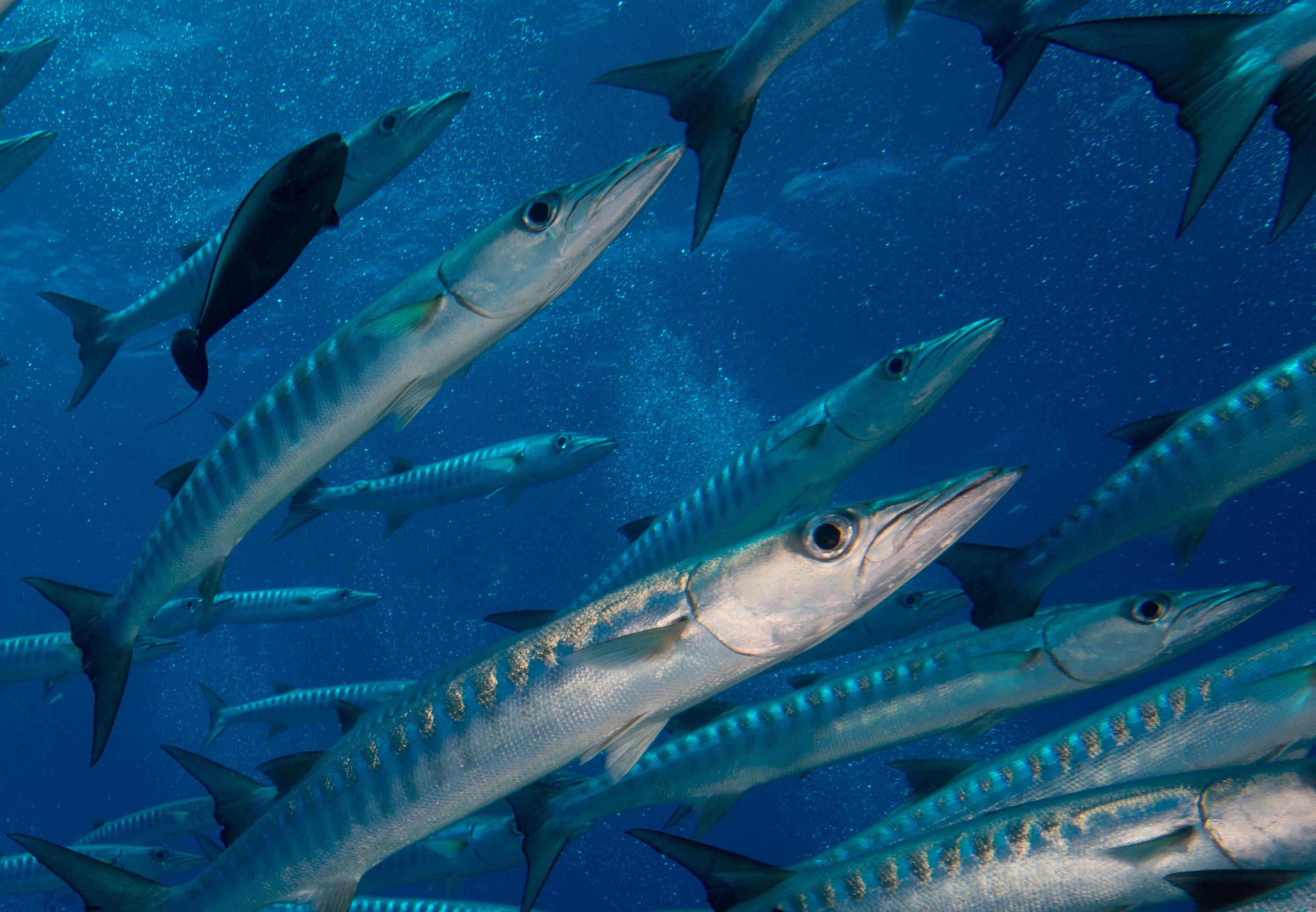 Aliens and natives, barracudas increasingly widespread in the warm Mediterranean