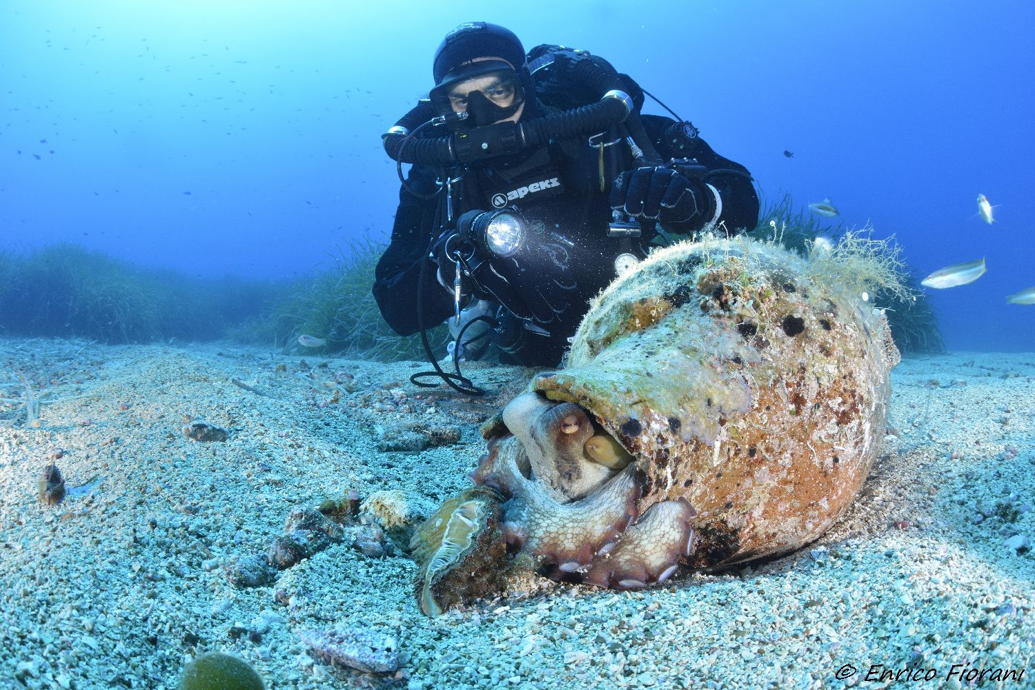 Diving World Ventotene
