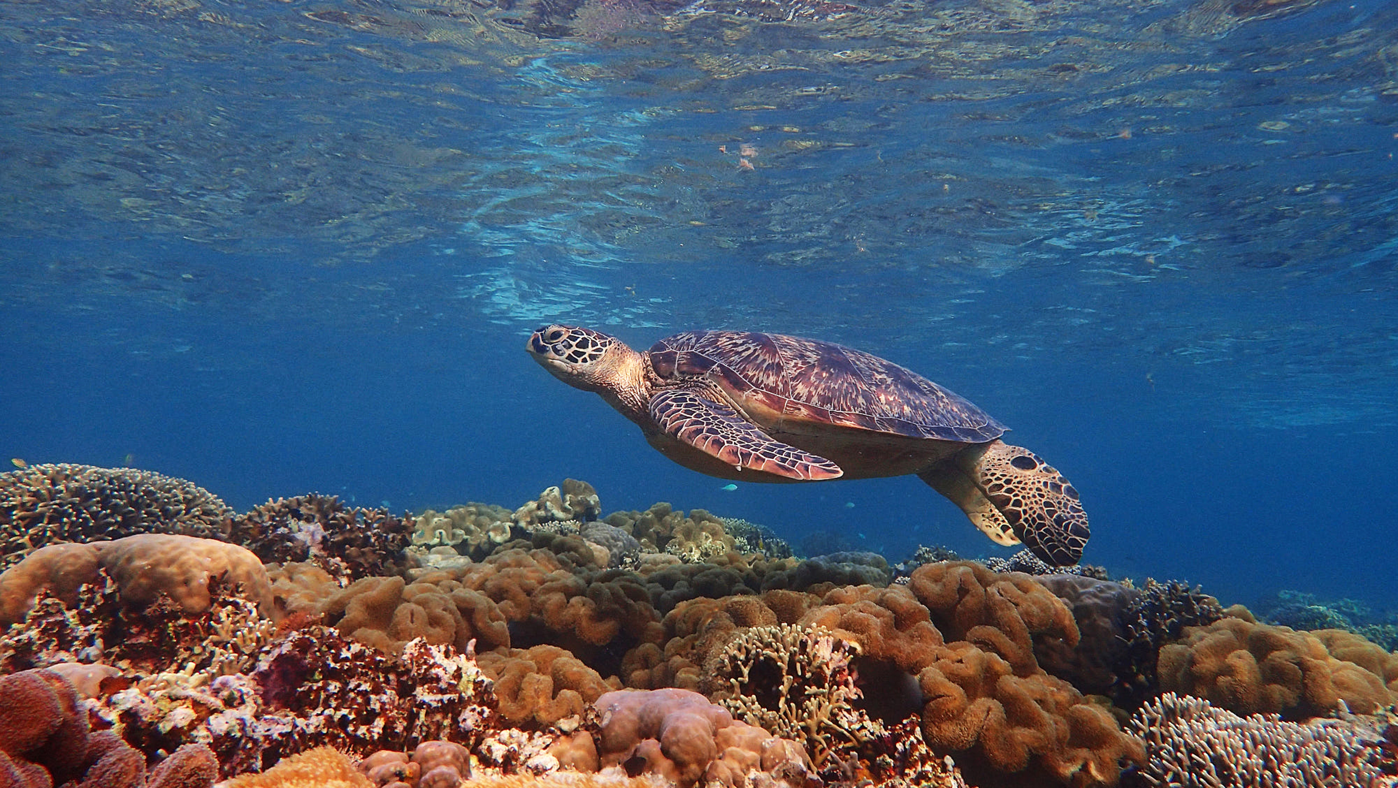 Diving in Sicilia