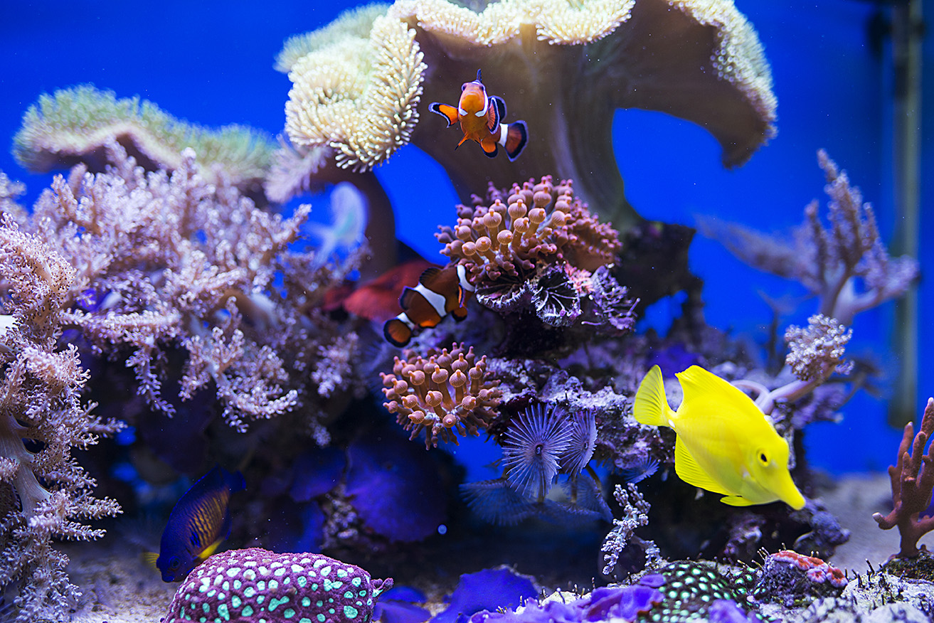 Image of yellow tang fish in aquarium