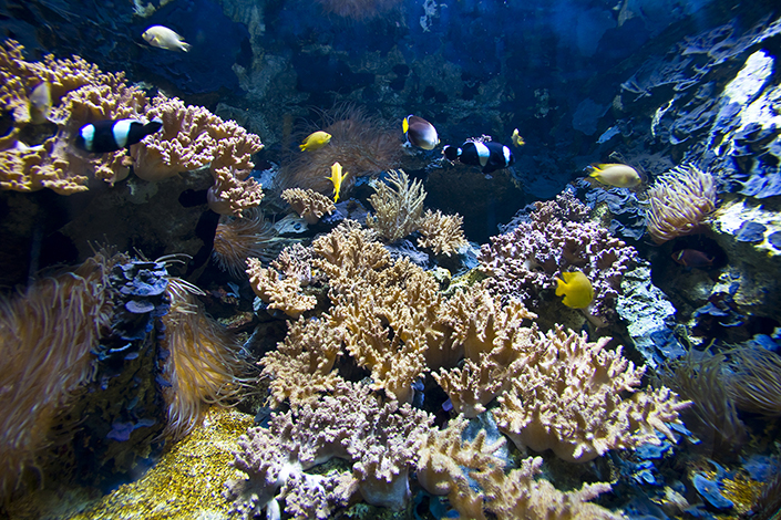 Healthy coral reef