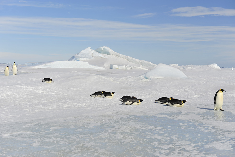 To the heart of nature travel to Antarctica.